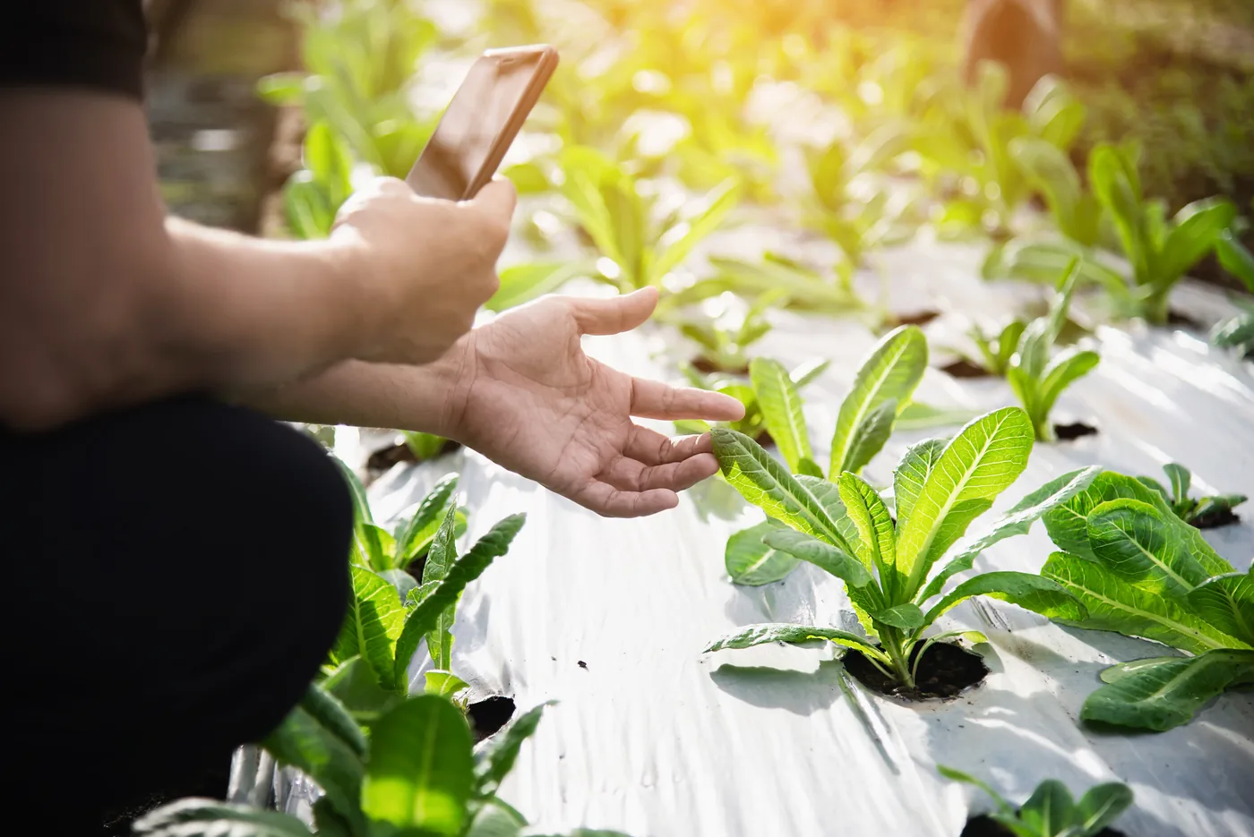 Hands checking young plants in a field while holding a phone