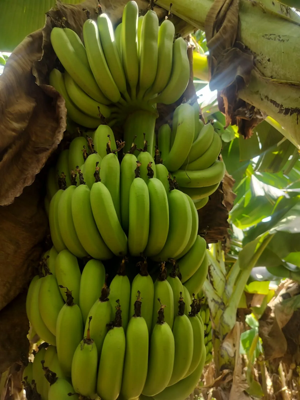 Green banana bunch in a plantation