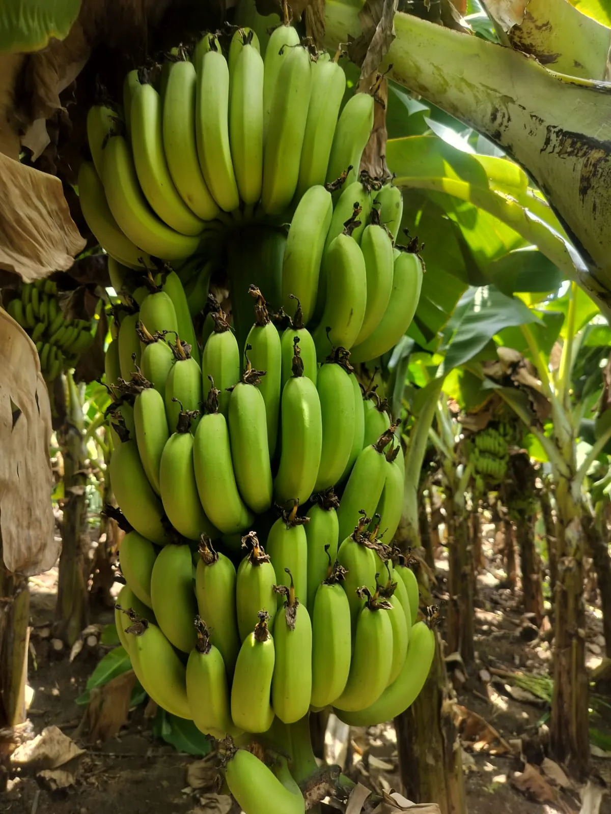 Bunch of green bananas growing on the plant