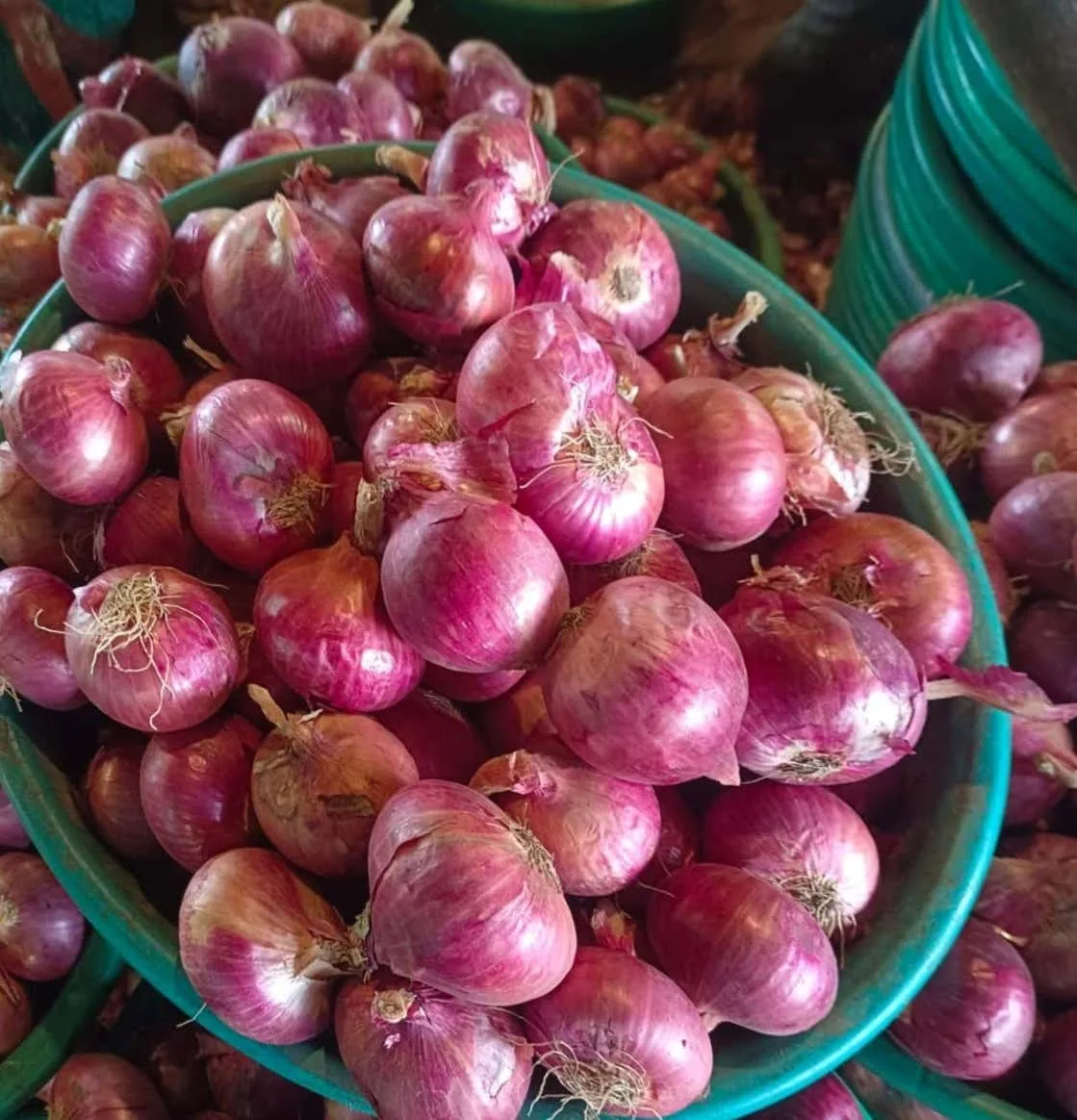 Fresh onions piled in a green basket