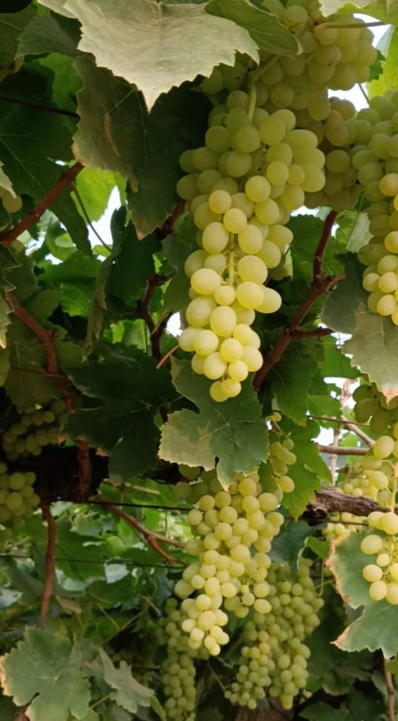 Bunches of green grapes on the vine