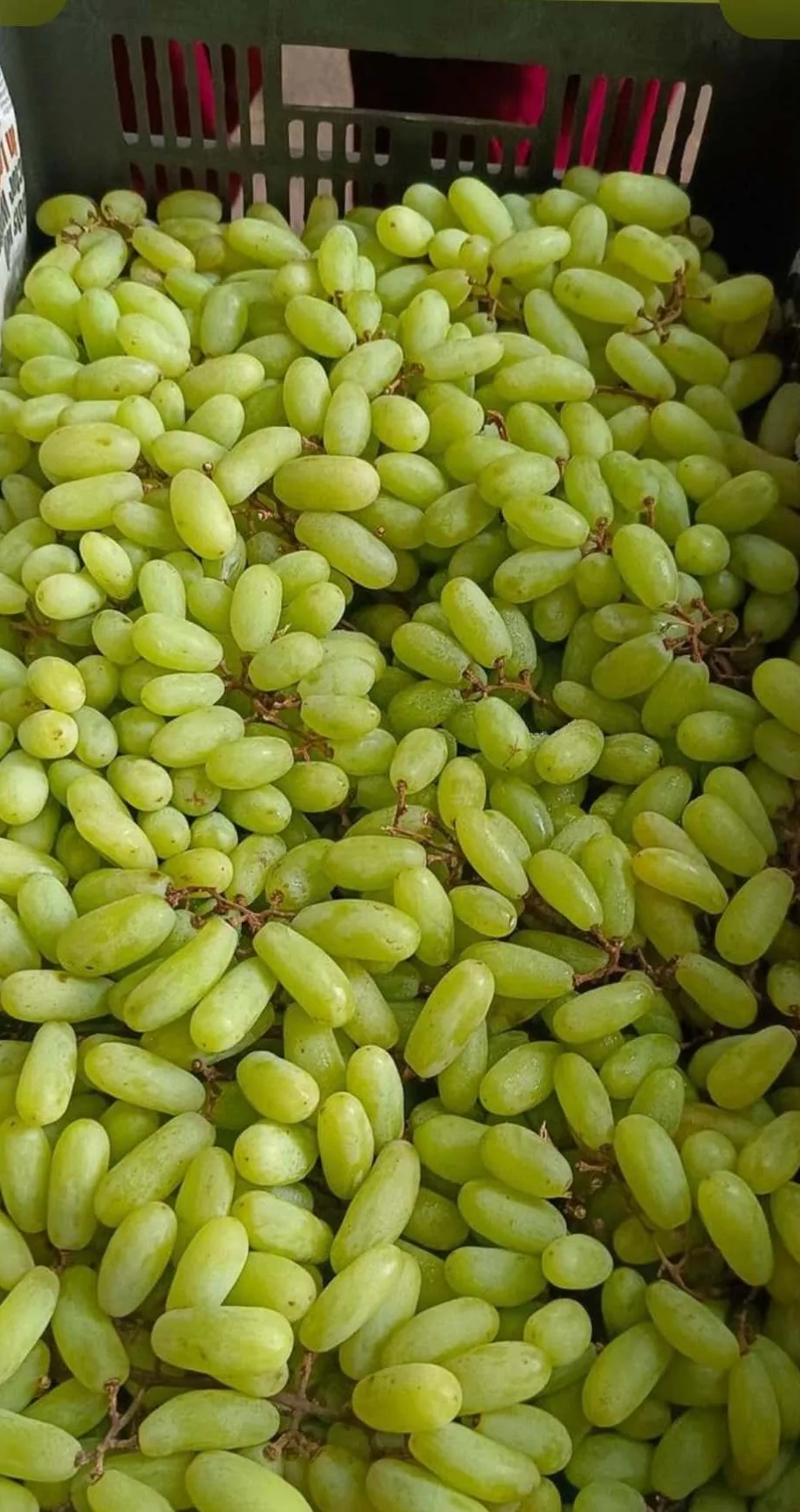 Green seedless grapes packed in a crate