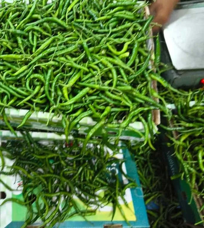Crates of green chillies on a weighing scale