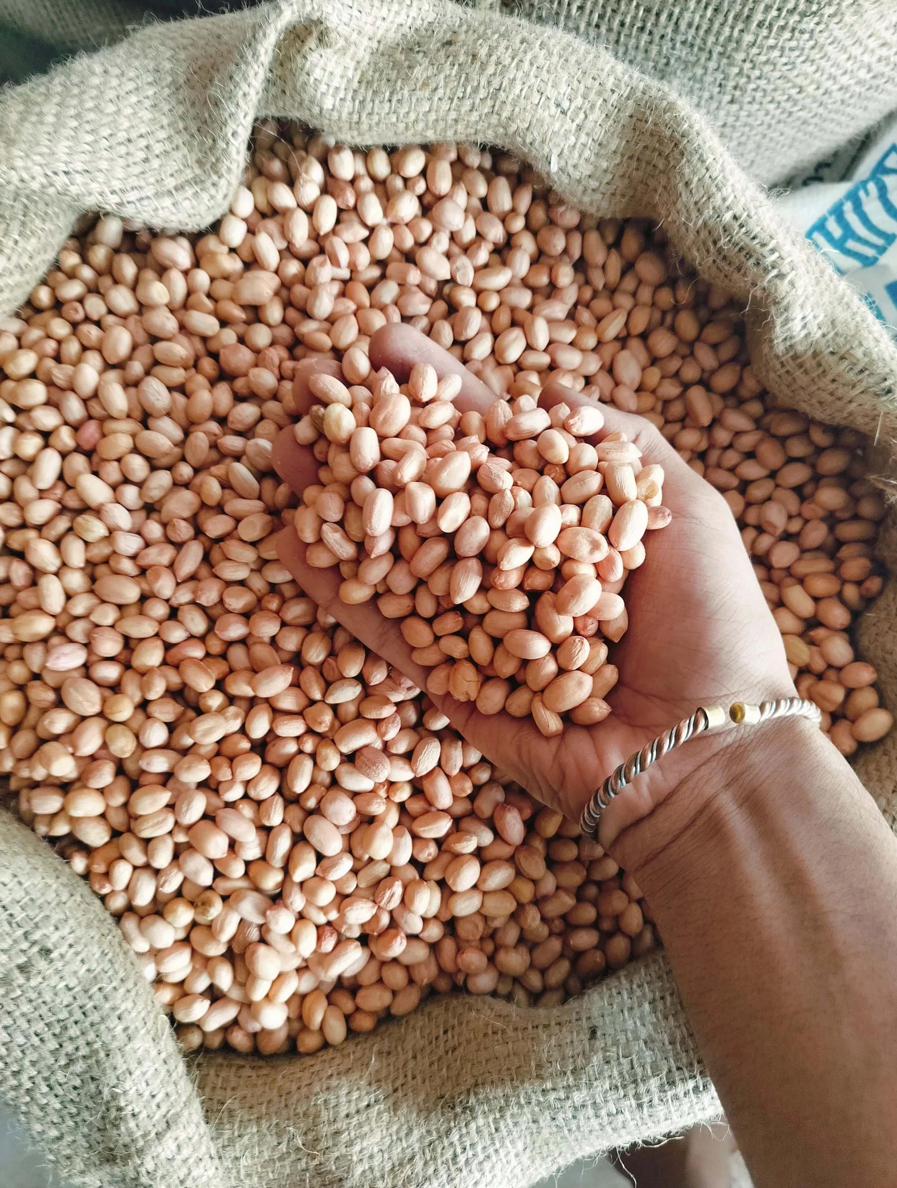 Peanut kernels held over an open jute sack