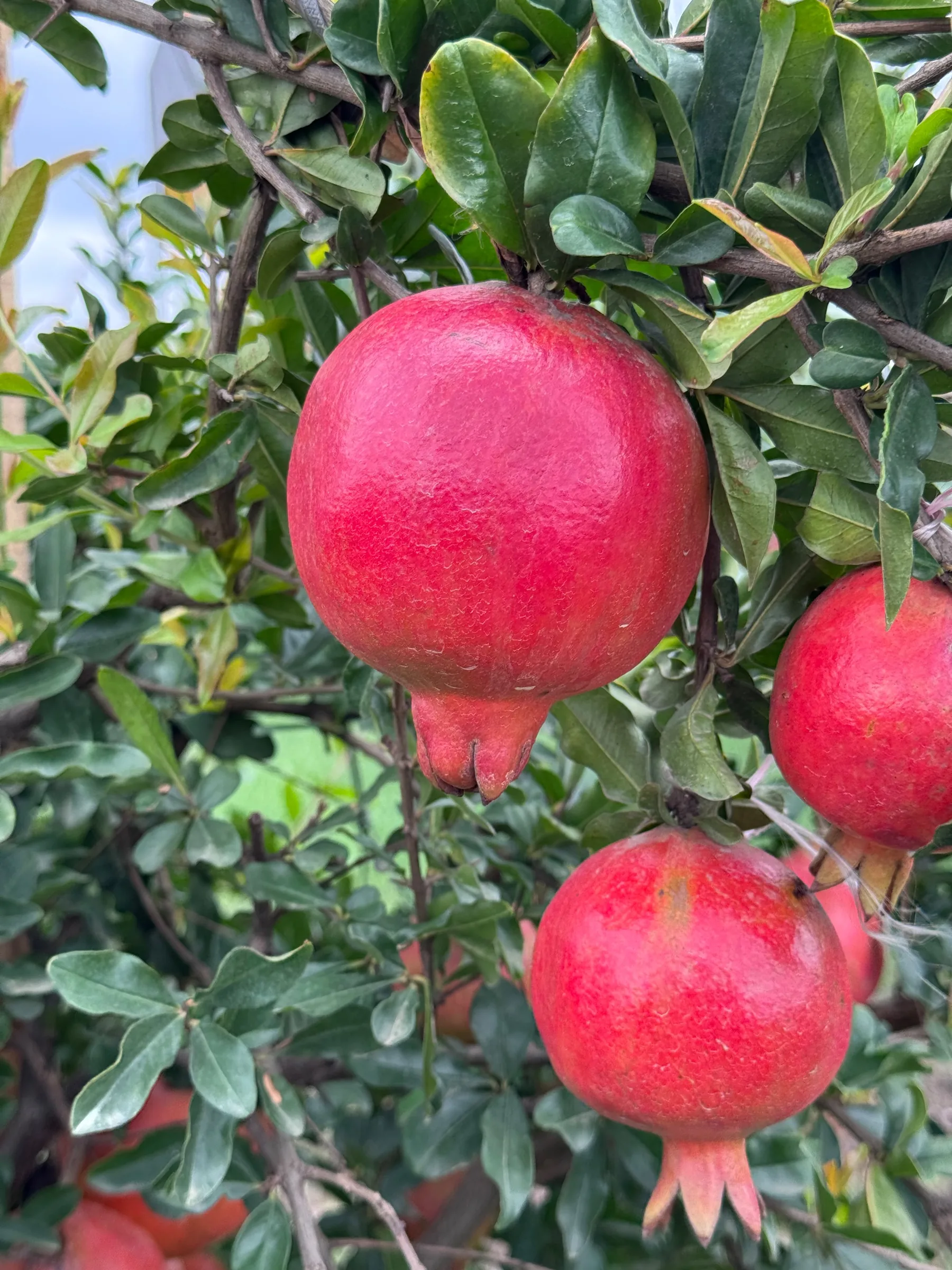 Ripe pomegranates on the tree