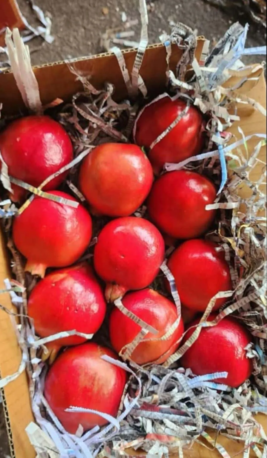 Pomegranates packed in a carton with paper shreds