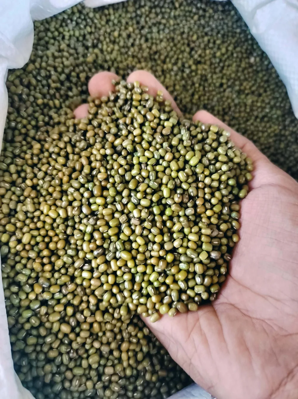 Whole green moong held over an open sack
