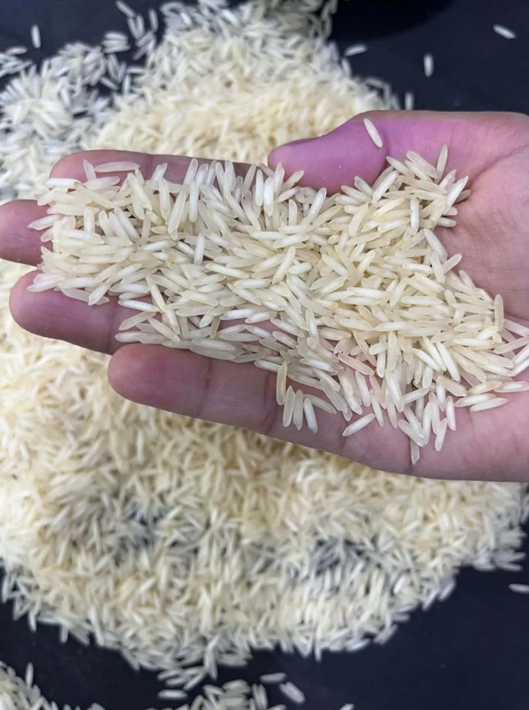 Long rice grains held in a hand